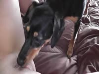 Dog licking and pleasuring the pussy of a hot babe